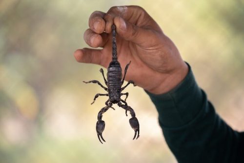 Scorpion in Phoenix